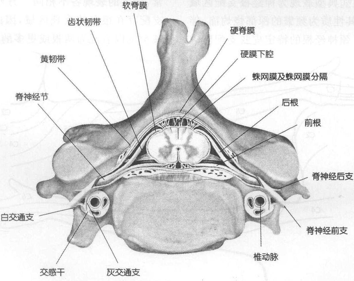 二、神经根型和脊髓型颈椎病的病理生理学与病理解剖学